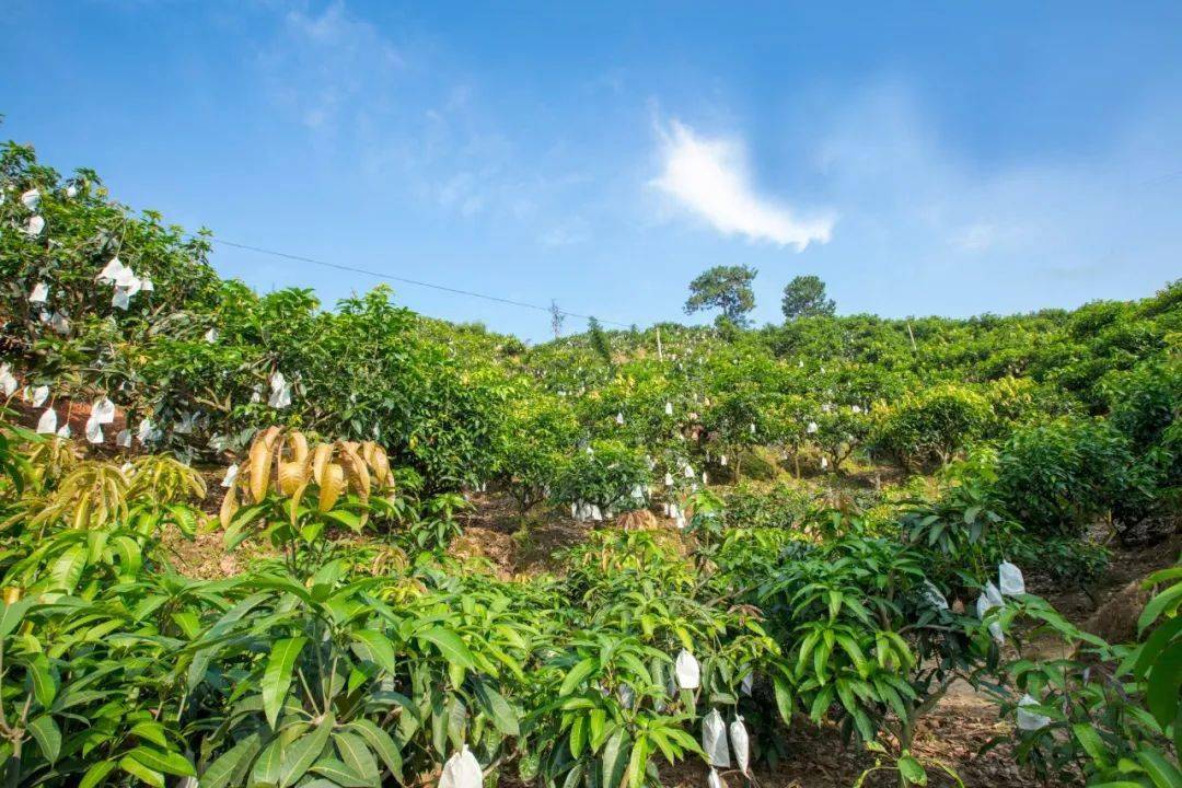 一位农民在热带果园中采摘成熟的芒果，身后是一排挂满金黄果实的芒果树