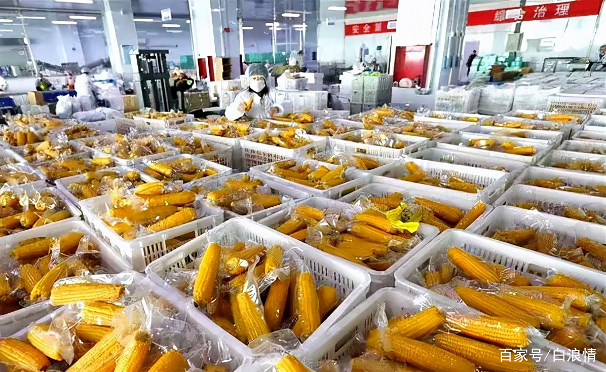 俯拍视角下的现代化食品加工车间,多排深褐色陶瓷坛整齐排列,工人正在向坛内装填玉米原料,墙上挂有‘传统发酵工艺传承基地’铭牌,地面洁净无尘,体现规范化管理 老坛玉米生产线实景图
