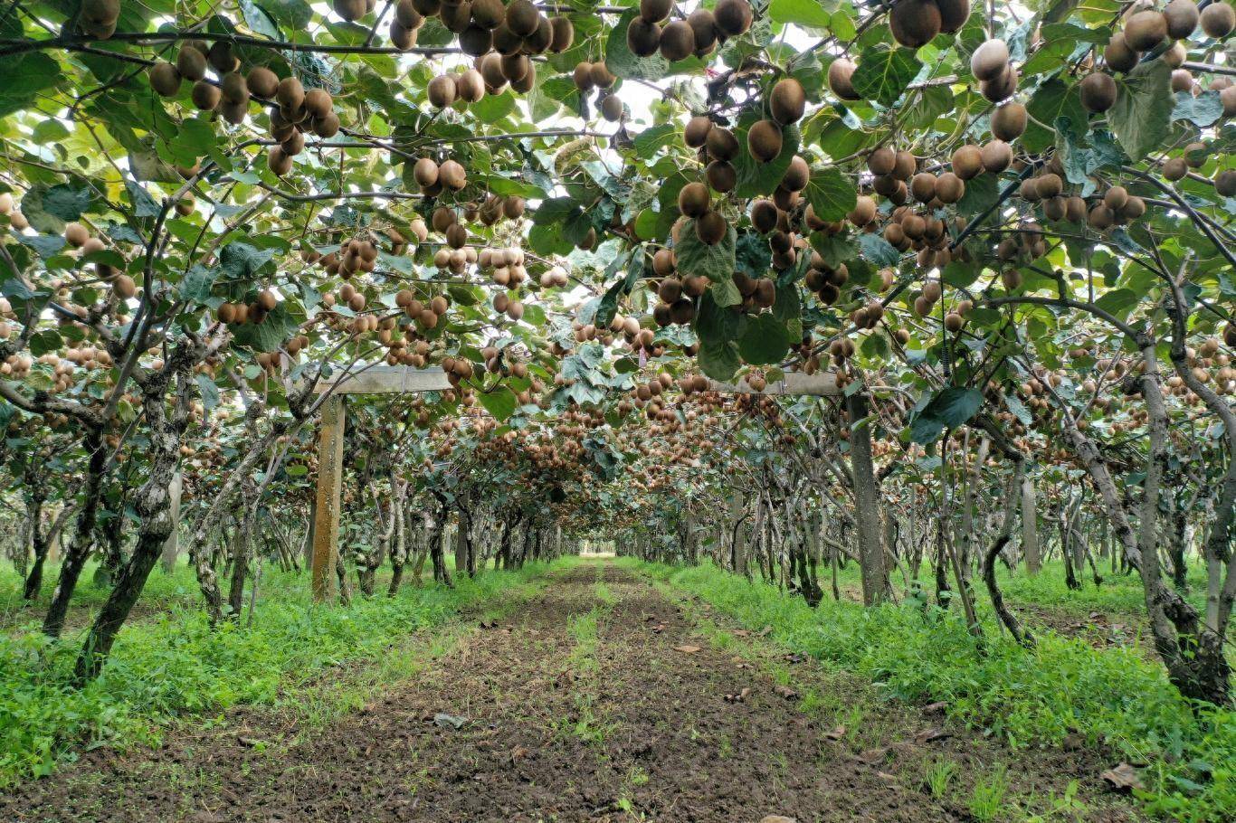 河北农民正在采收成熟油松球果