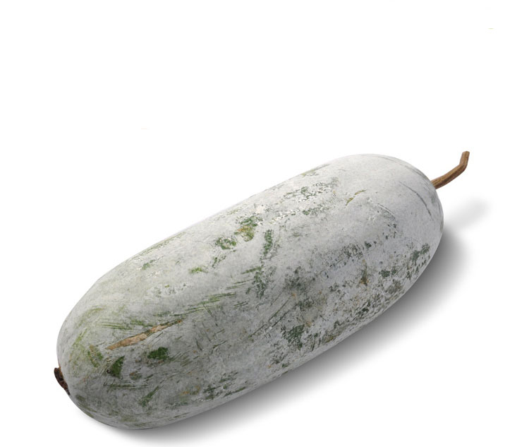 冬瓜整体外观特写