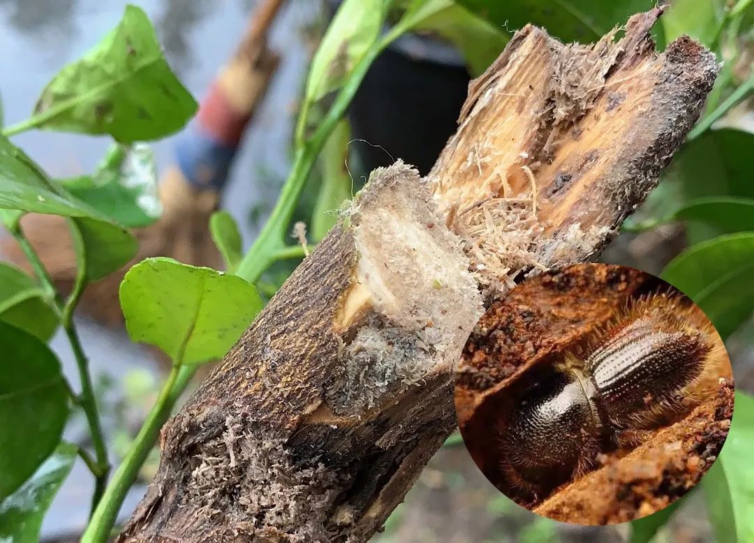 剖开的油松嫩梢显示内部被白色幼虫蛀空,形成弯曲隧道,外壁残留少量木质碎屑和排泄物 油松松梢螟幼虫蛀食内部结构