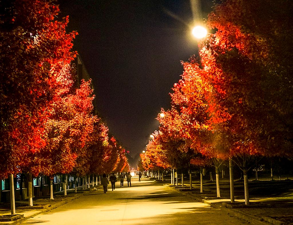 游客在红枫林中拍照