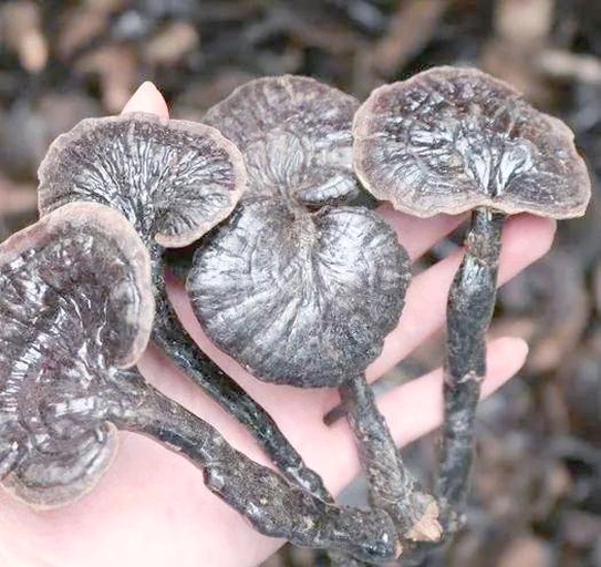 黑灵芝片舌下含服特写镜头