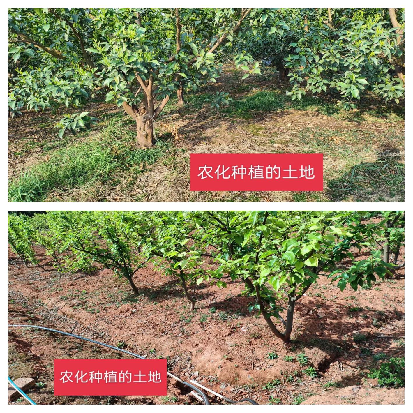 北五味子标准化果园滴灌系统实景:左侧为精准滴灌区(铺设压力补偿式滴灌带,间距40 cm),果实饱满均匀、紫红透亮;右侧为传统漫灌区(可见裂果、青红混杂果),背景标注土壤张力计实时读数(左区28 kPa,右区12 kPa),图中插入放大镜显示单果表皮微观结构对比 北五味子果园滴灌系统与果实成熟状态对比图