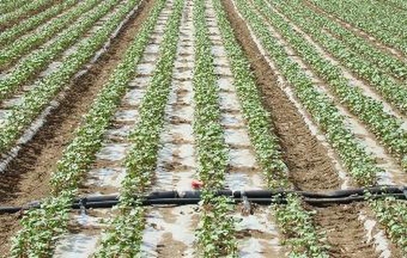 藤本月季冬季灌溉实操对比图：左侧为华北区环状沟灌现场（工人正沿30cm外环形沟缓慢倾倒清水，水流均匀渗入，沟内无积水）；右侧为华东区穴灌操作（三孔定位精准，孔口覆盖碎陶粒防冲刷，土壤表面干燥无反光水膜）