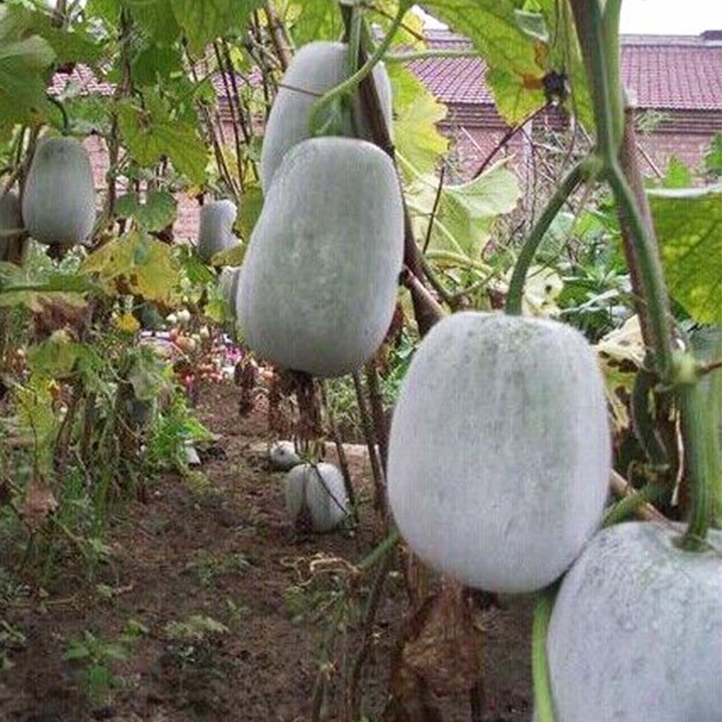 一位农民正在农田中采摘成熟的冬瓜,身边堆放着多个大型椭圆形冬瓜,表皮呈淡绿色并覆盖白色蜡粉,背景为整齐排列的瓜藤,天空晴朗,体现丰收时节的喜悦氛围 成熟冬瓜采摘场景