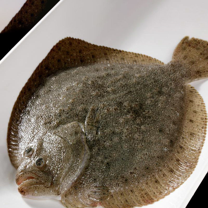 欧洲鳎与大菱鲆形态对比图