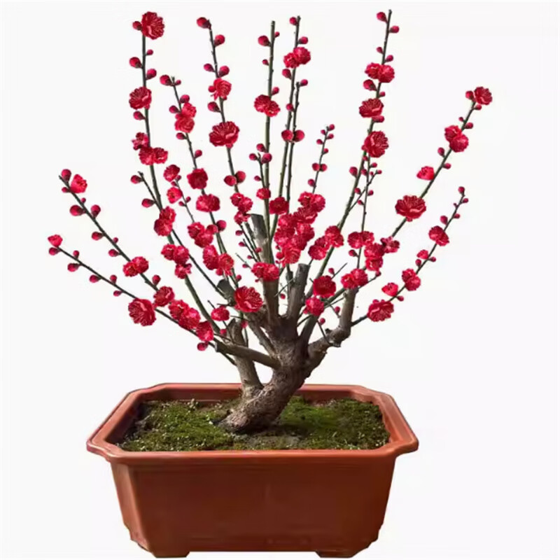 骨里红红梅盆景成品展示