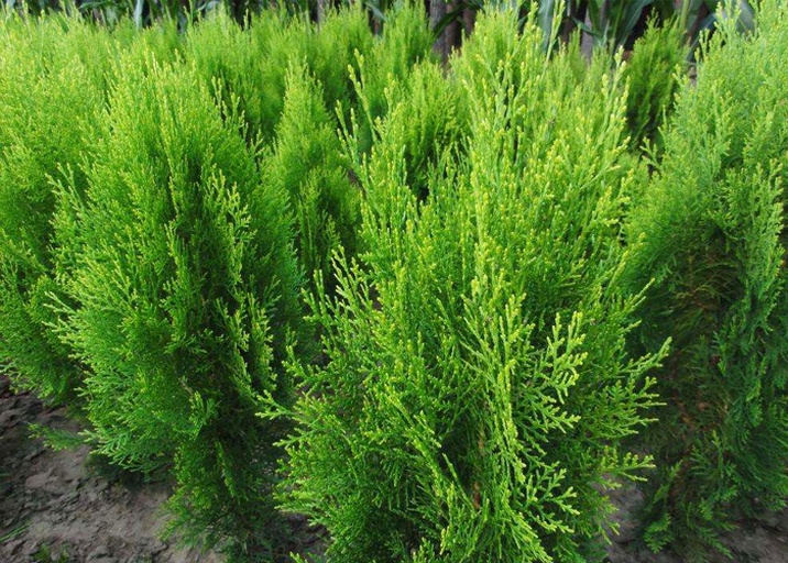 侧柏不同品种叶片形态对比图