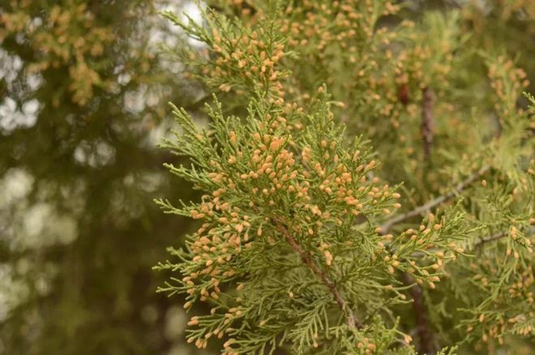 侧柏雄花穗特写