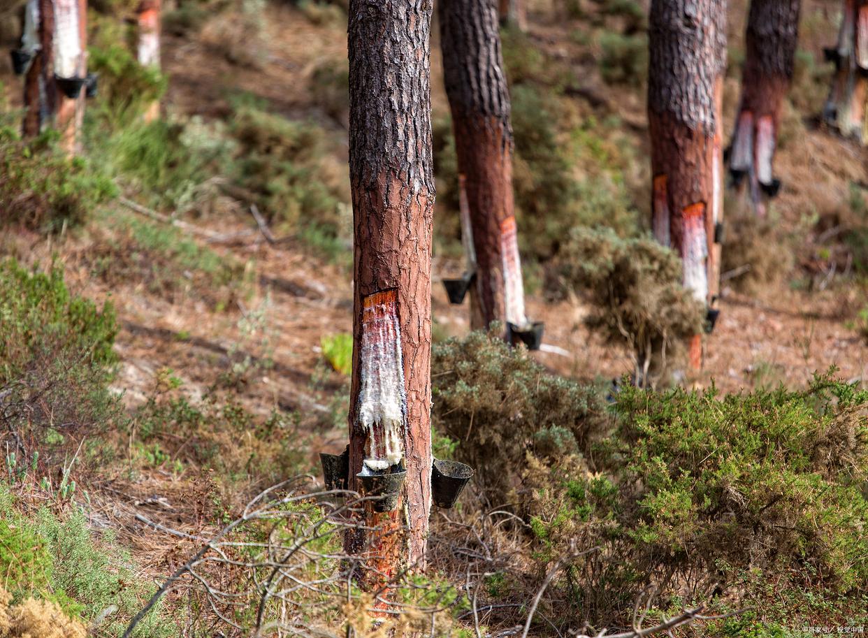 油松松脂采集过程示意图