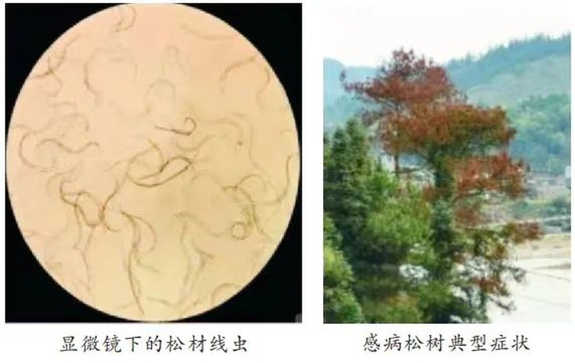 罗汉松叶片上的介壳虫特写图