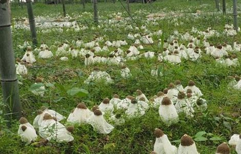 林下竹荪出菇管理现场图