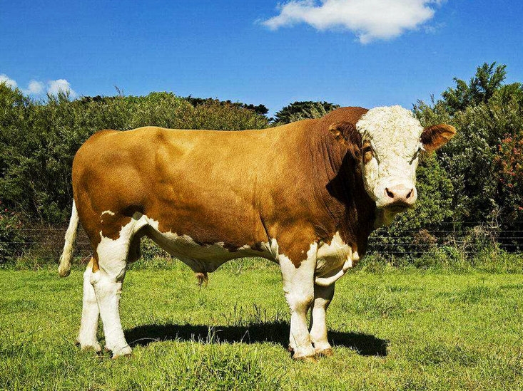 法国牧场中的法系西门塔尔牛群