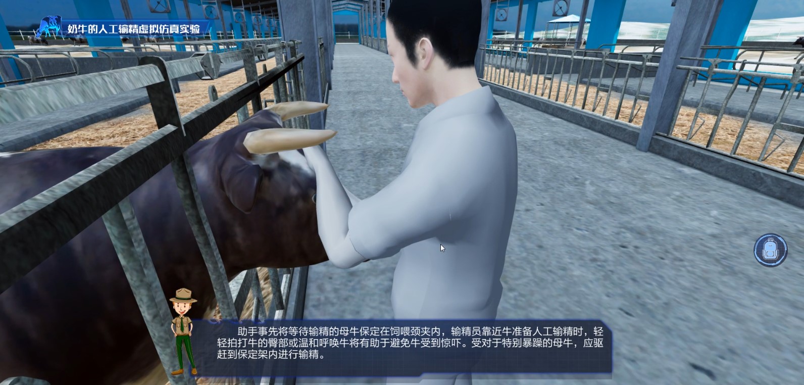 波尔山羊人工授精操作现场