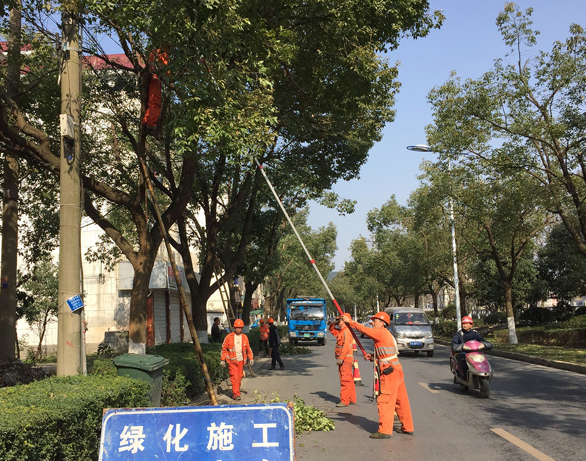 园林工人在修剪道路旁的果树