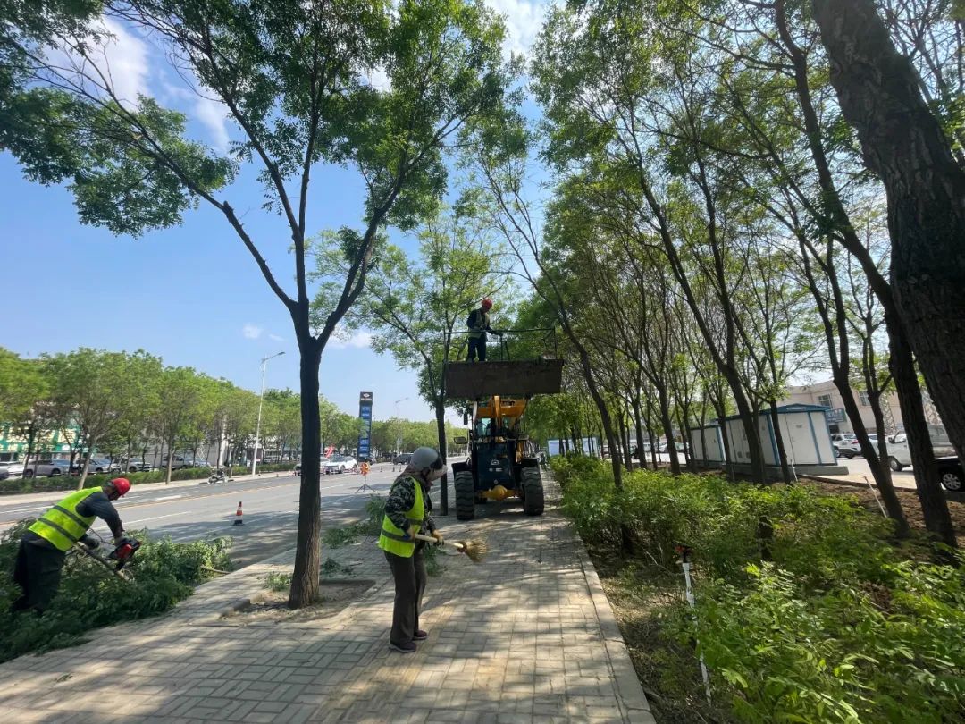 园林工人正在修剪养护一株老四季桂