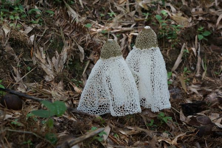 竹林中的野生菌类生长环境