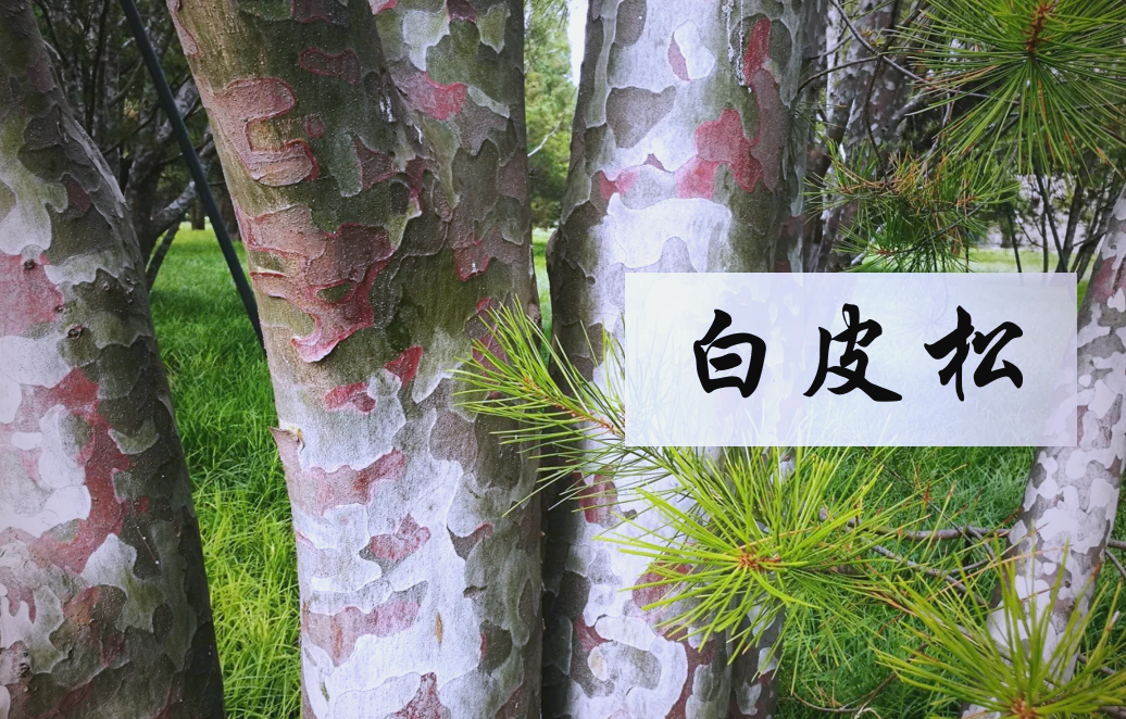 白皮松树皮特写镜头