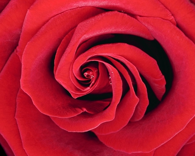 四季玫瑰的叶片特写与开花状态对比