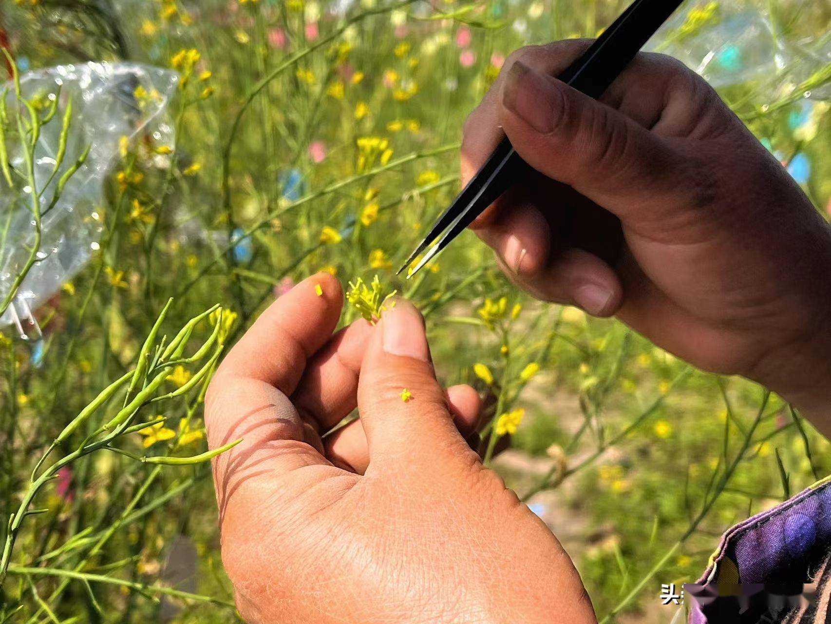 农民在豌豆田中进行人工辅助授粉试验场景