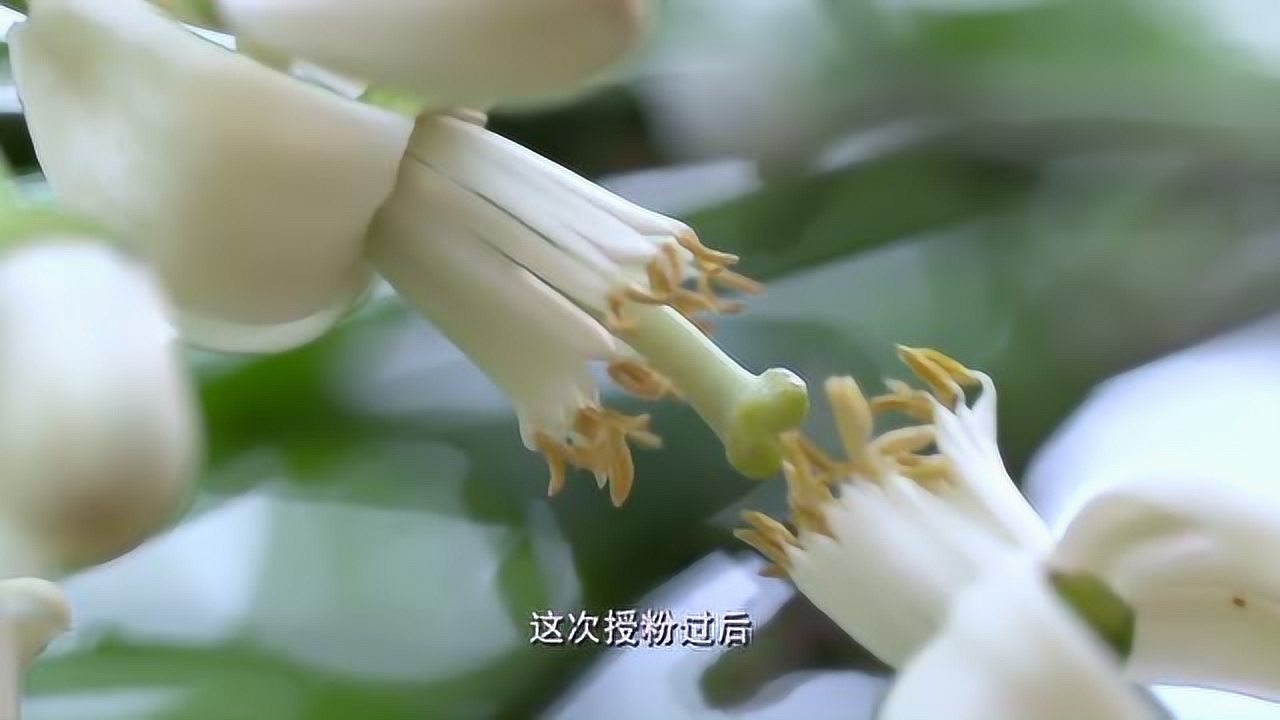 一幅清晰的油菜花纵向切面图,展示花瓣、花萼、雄蕊(六枚,四长两短)、雌蕊(柱头、花柱和子房)的详细结构,标注各部分名称,用于说明其两性花特征及授粉机制 油菜花解剖结构示意图