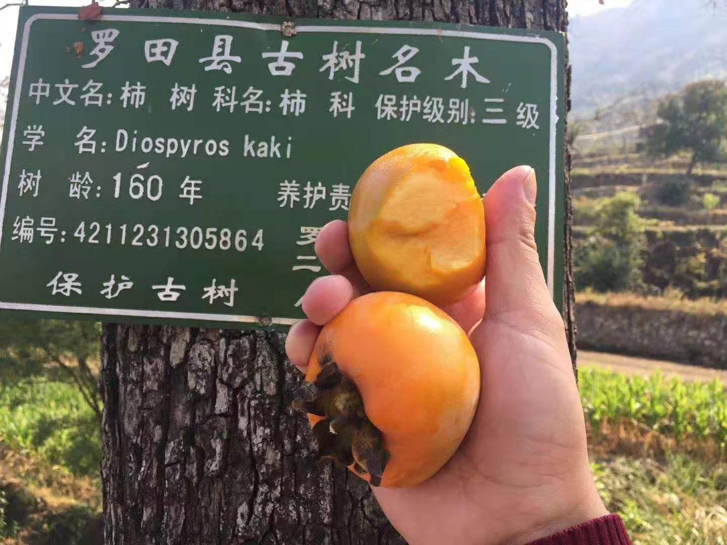 山东峄城古柿树群落景观