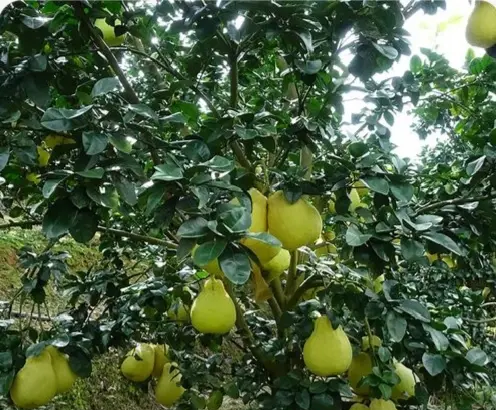 A landscaped garden scene featuring Acer mono (five-point maple) trees alongside other ornamental plants such as golden privet, red-twig dogwood, and evergreen shrubs. The autumn foliage is vibrant red and orange, creating a warm seasonal atmosphere. A wooden path winds through the planting bed, with a residential house in the background. 五角枫与其他彩叶树种搭配的景观效果图