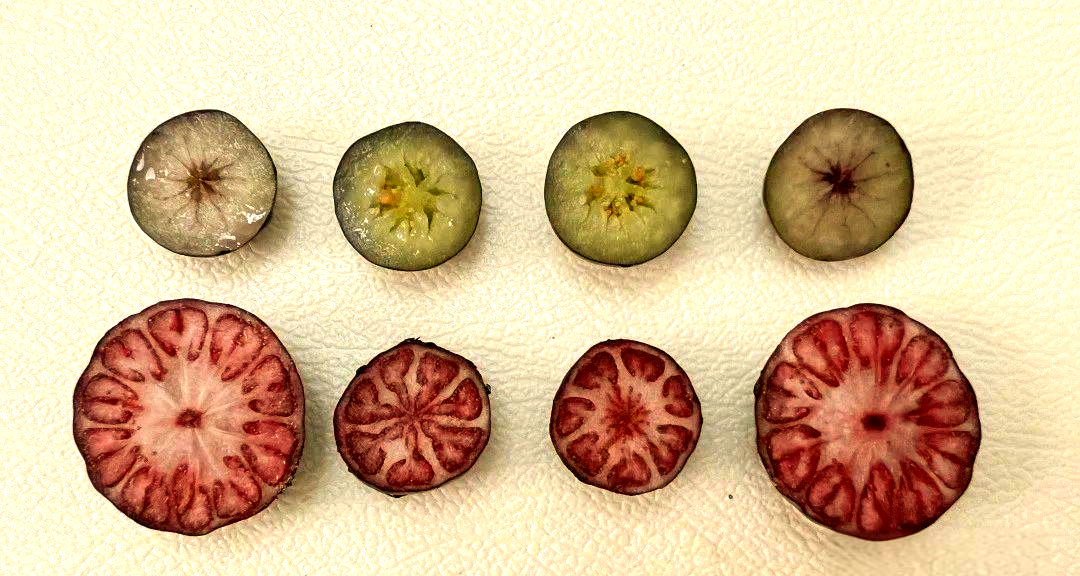 蓝莓与其他浆果对比图