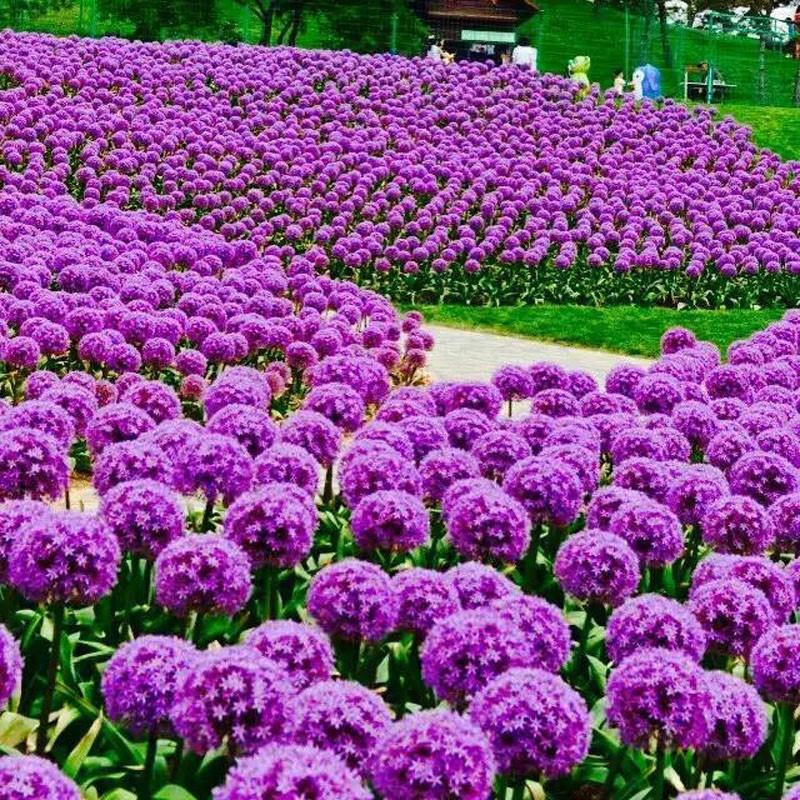 葱莲成片开放的园林景观