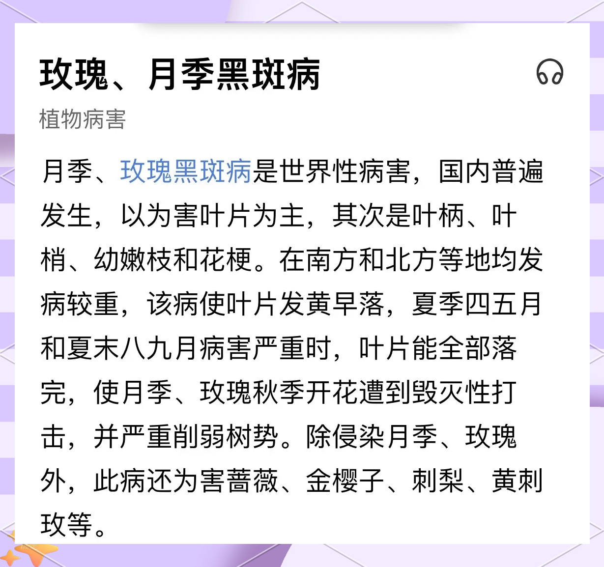 藤本月季在强光下叶片出现日灼现象