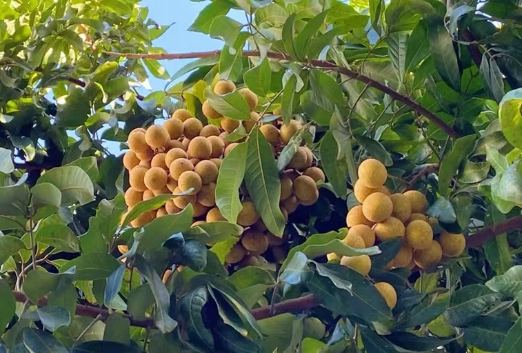 一棵茂盛的龙眼树,枝叶间挂满成串的成熟龙眼果实,阳光透过树叶洒在果皮上,呈现出浅黄褐色的外壳,部分果实已剥开,露出晶莹剔透的果肉,背景为广西或广东地区的果园环境 龙眼果树与果实特写