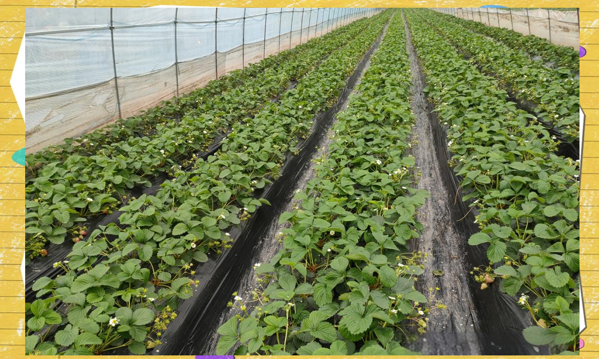 山东泰安岱岳区草莓大棚全景