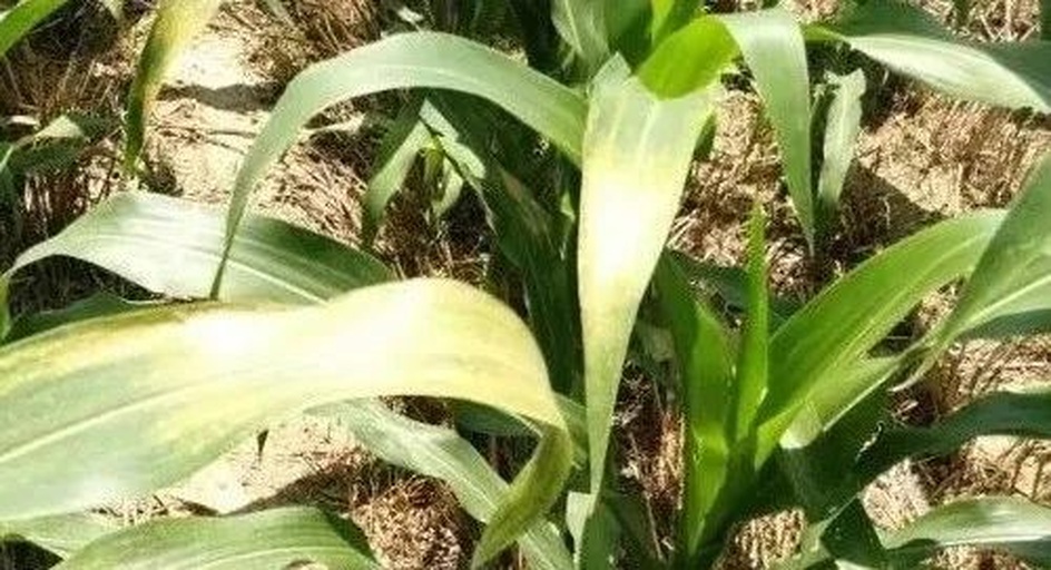 玉米田中玉米叶片受到除草剂漂移影响,表现出典型的触杀型药害特征:叶片边缘焦枯、中部出现不规则黄白色斑块,叶脉保持绿色,整体呈现‘烧灼状’损伤 作物叶片出现典型药害症状:叶片边缘焦枯、中部有不规则黄斑,叶脉清晰但组织坏死