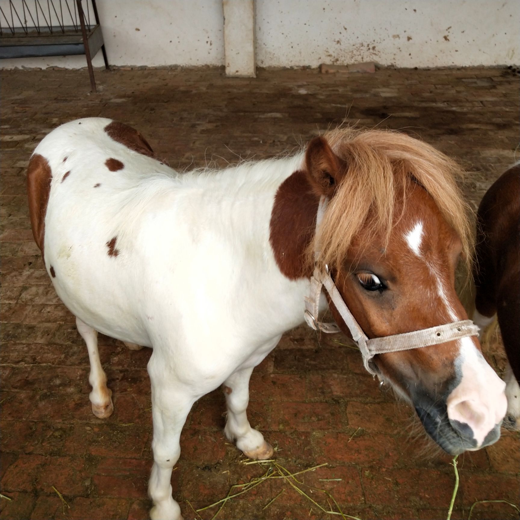 四川小矮马幼驹特写