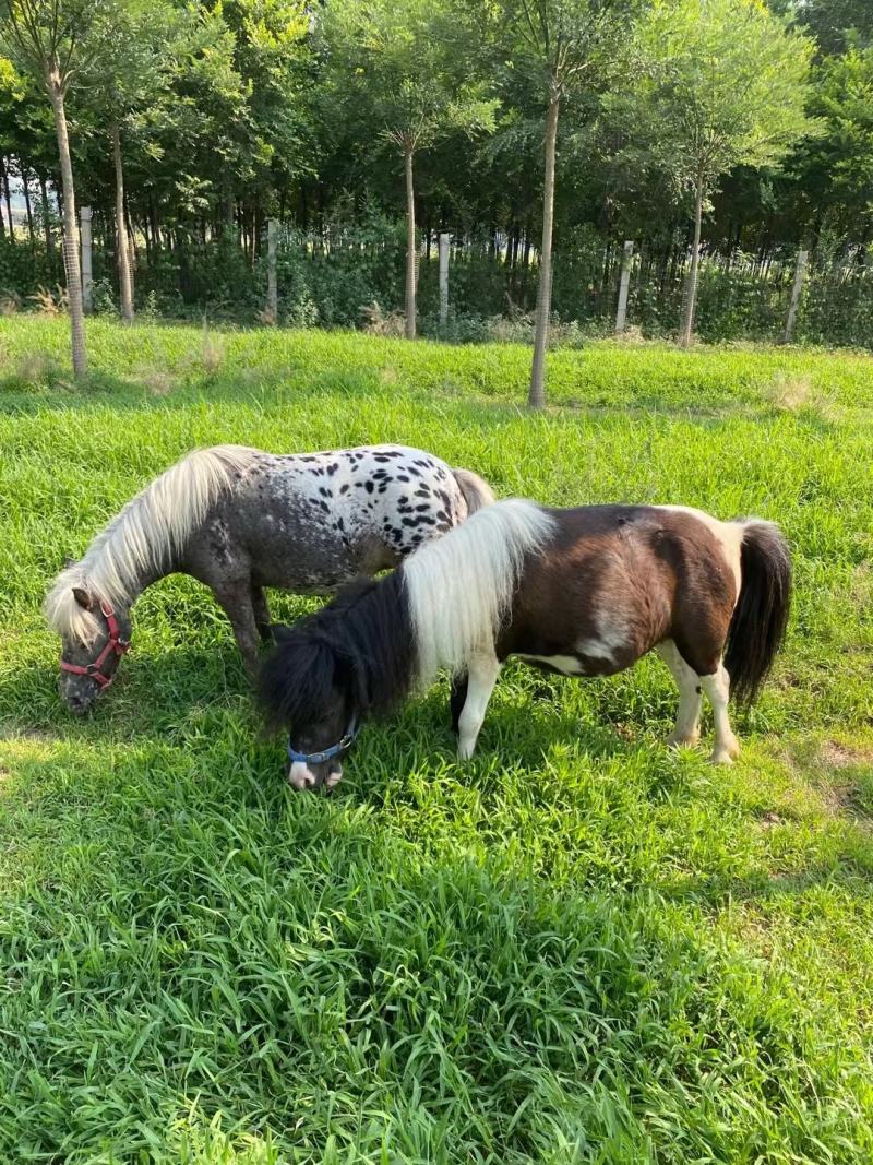 德保矮马与儿童互动场景