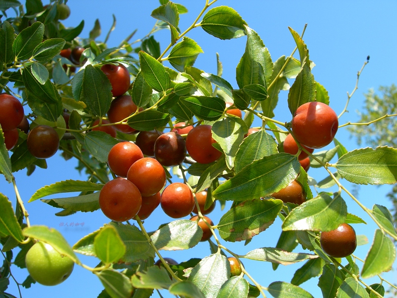一片郁郁葱葱的冬枣果园,成排的冬枣树挂满青红色果实,阳光透过树叶洒在果面上,农民正在田间采摘,背景为蓝天白云,展现丰收景象 冬枣果园全景图