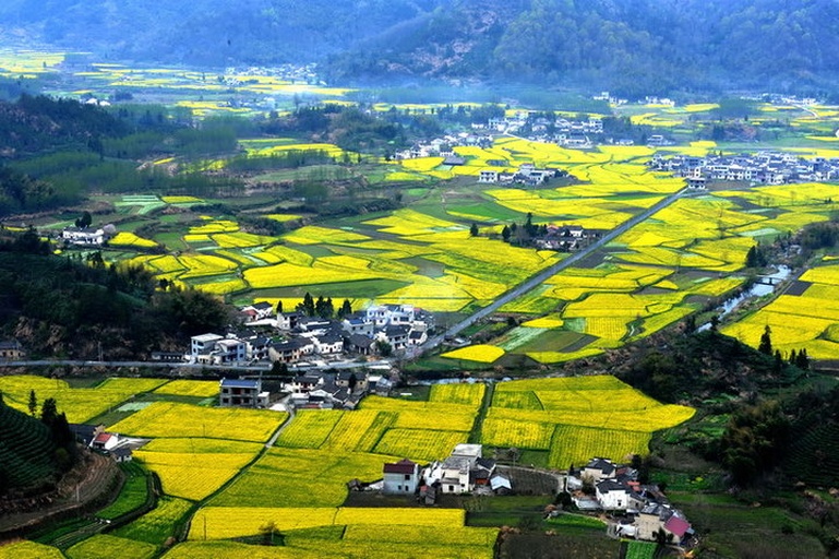 婺源油菜花田航拍全景