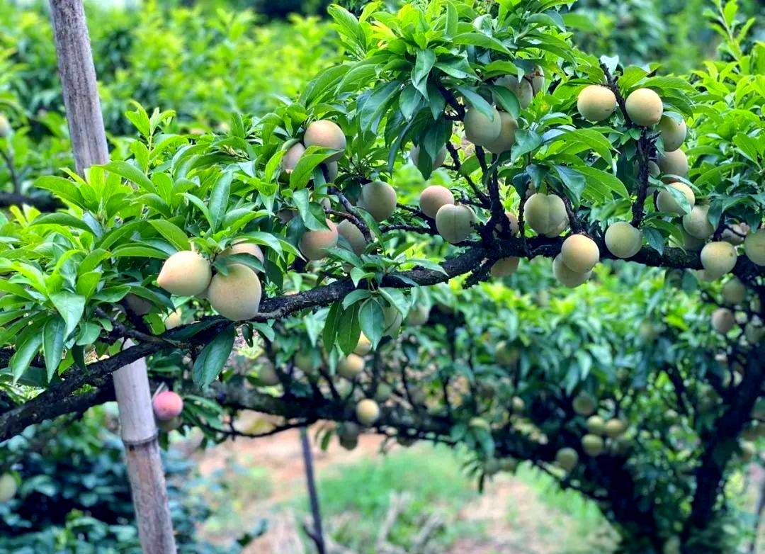成熟红梅子挂满枝头的实景图