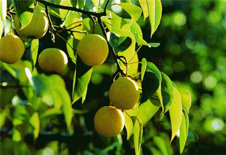 画面左侧为黄金梨树,树势强健,叶片宽大,果实呈圆形黄褐色;右侧为二十世纪梨树,树形较开张,果实近圆形,成熟时果皮淡黄绿色。背景为果园环境,阳光充足,地面覆盖反光膜,清晰展示两种梨树的形态差异 黄金梨与二十世纪梨植株对比图