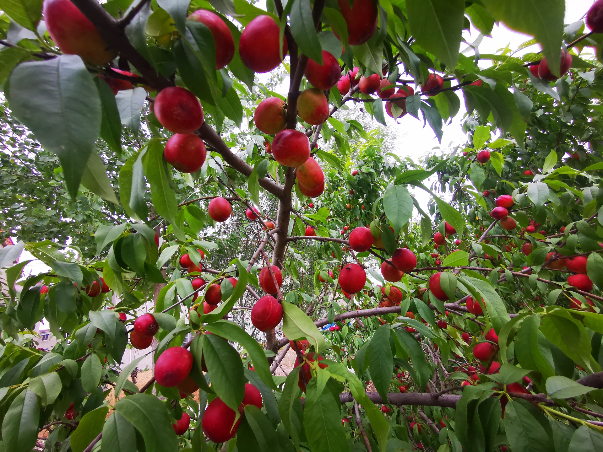 极早熟油桃挂满枝头的果园实景