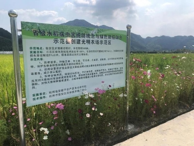阳光玫瑰标准化种植技术员田间指导现场