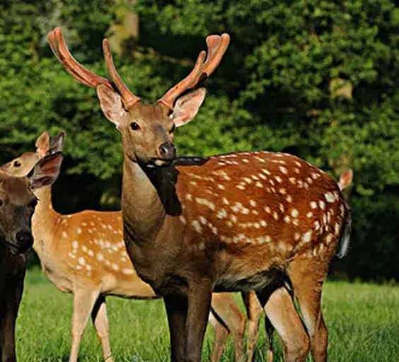 一只成年雄性梅花鹿在清晨森林中站立,阳光透过树叶洒在其身上,鹿角清晰可见,背景为东北长白山地区的原始林地环境,突出梅花鹿自然栖息地特征 梅花鹿在林间活动场景