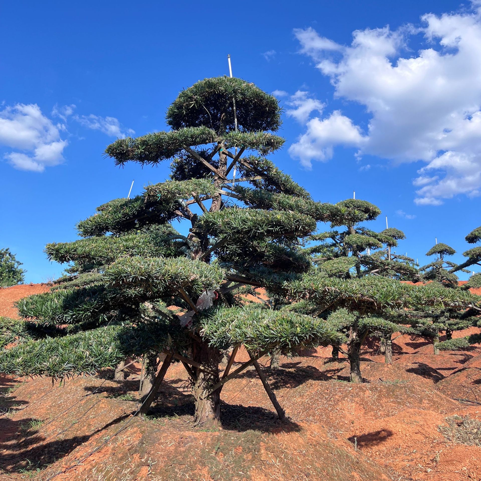 多株造景油松群植于山坡之上，背景为秋日远山，树木错落有致，呈现出层林尽染的壮丽景象
