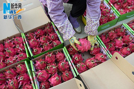 一亩田农业资讯网-广西钦州市钦南区火龙果成