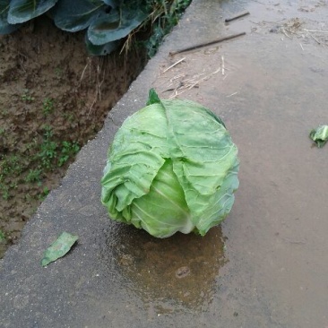蔬菜