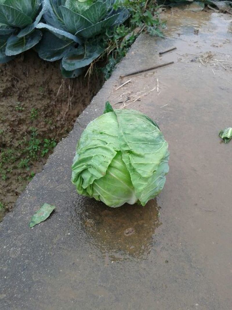 甘蓝