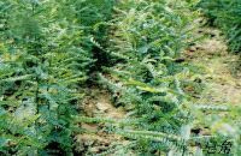 皂角树苗皂角苗价格当年皂角苗价格