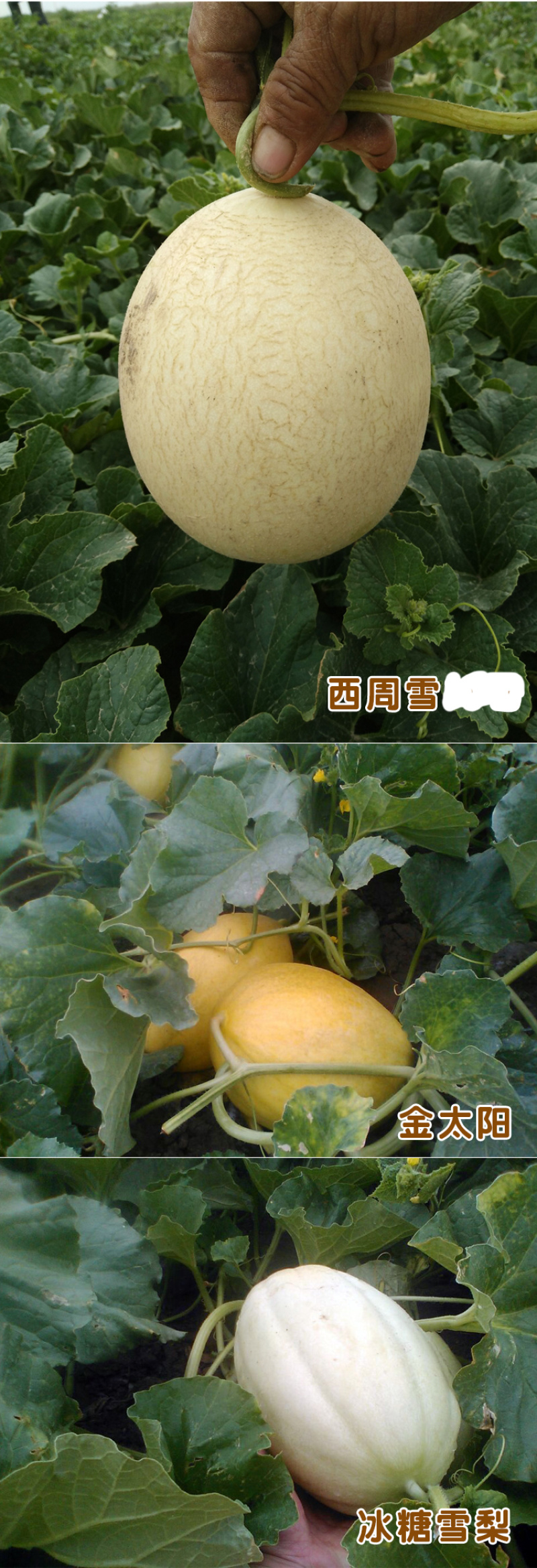 西州蜜瓜5斤以上椭圆形