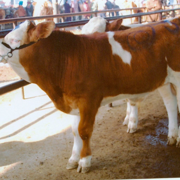 肉牛
